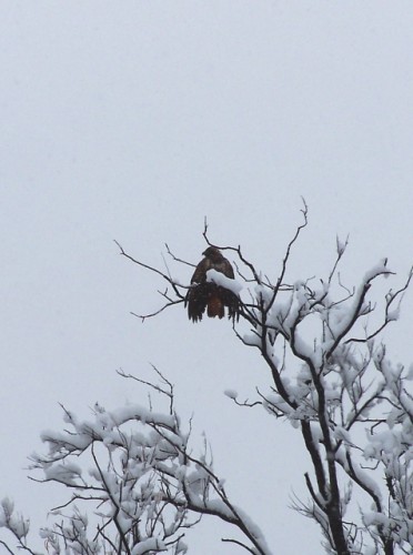 Wet Red Tailed Hawk in the Snow