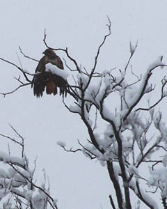 Wet Red Tailed Hawk in the Snow