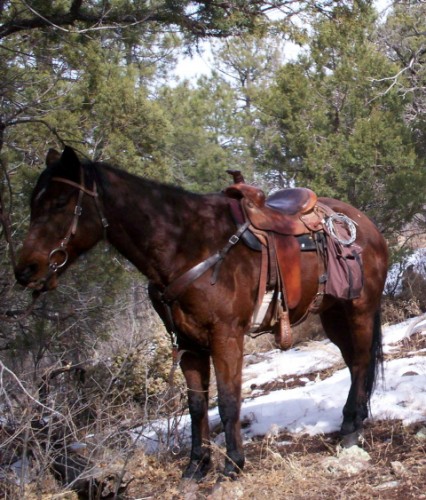 Cadillac - The Dude Ranch Horse