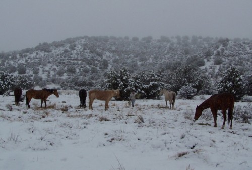 Dude Ranch Horses in Snow