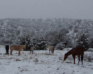 Dude Ranch Horses in Snow