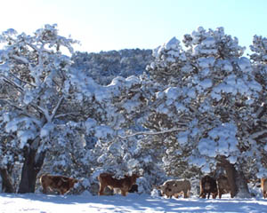 Texas Longhorn Cattle in Snow