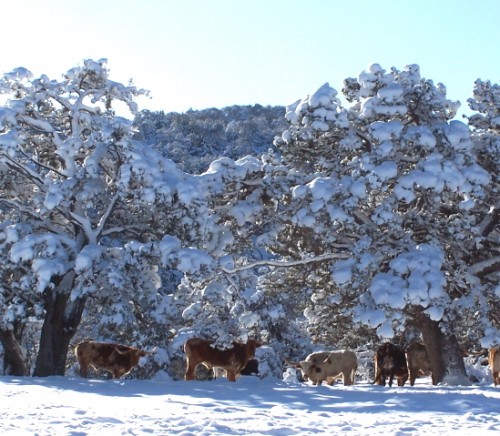 Texas Longhorn Cattle in Snow