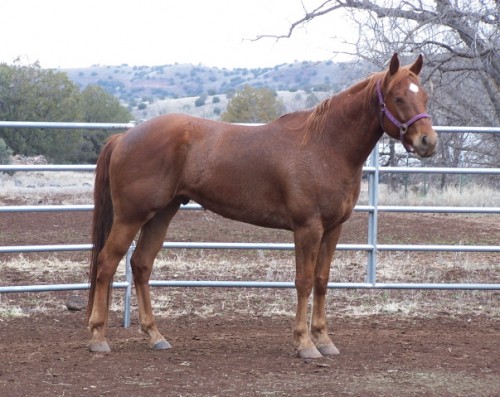 Dee Bar, Our New Dude Ranch Horse