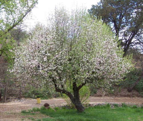 Apple Trees Blooming on the Dude Ranch