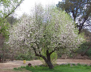 Apple Trees Blooming on the Dude Ranch