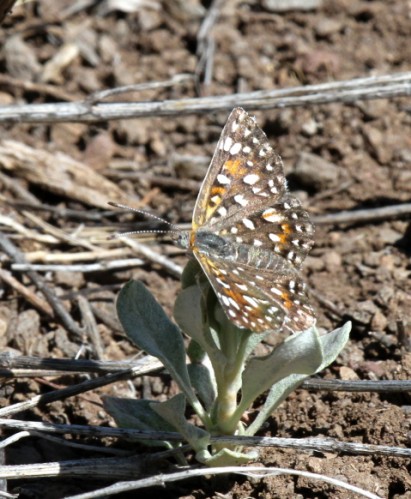 Butterfly Found on our Dude Ranch