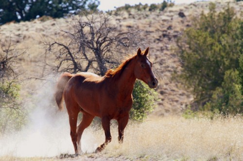 A Good Horse for Herding Cattle