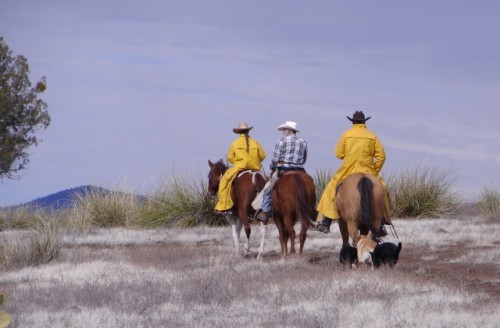 Choosing Good Ranch Horses