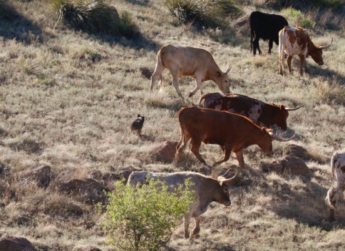 Cowdog Pup Herding Longhorns Down the Hill