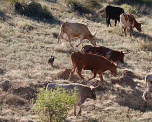 Cowdog Pup Herding Longhorns