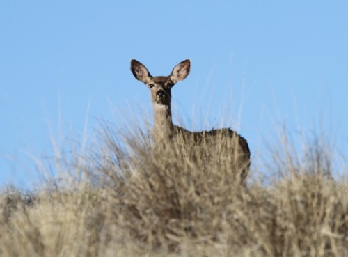 Deer from the Ranch Photography Workshop by Doug-Dressler