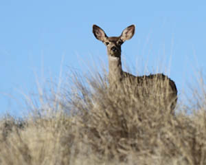 Deer from the Ranch Photography Workshop by Doug Dressler