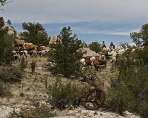 Herding Texas Longhorn Steers by Tom Whetten