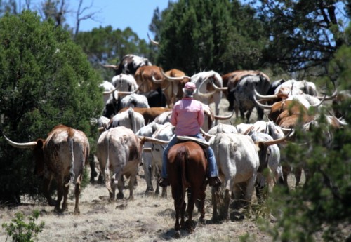 Ranch Cowboy Cande Herding Arizona Longhorns