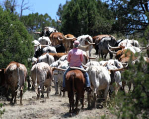Ranch Cowboy Cande Herding Arizona Longhorns