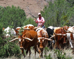Ranch Cowgirl Cande Herding Cattle