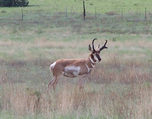 Antelope Buck