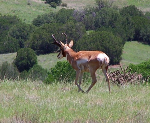 Double Circle Antelope