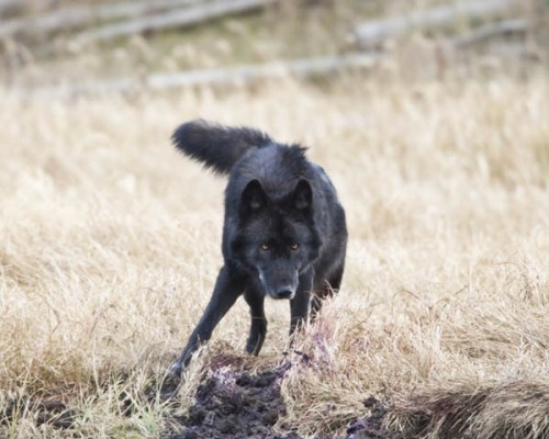 Mexican Grey Wolf - photo by Tom Whetten