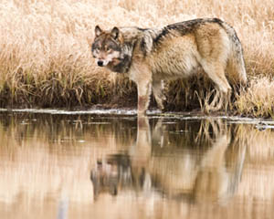 Mexican Grey Wolf - photo by Tom Whetten