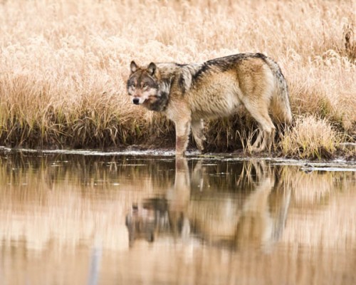 Mexican Grey Wolf - photo by Tom Whetten