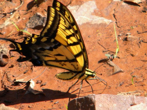 Arizona State Butterfly - Two Tailed Swallowtail