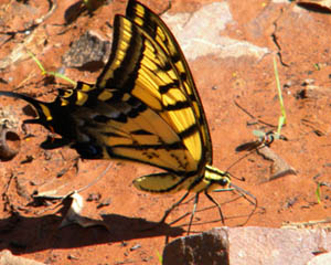 Arizona State Butterfly - Two Tailed Swallowtail