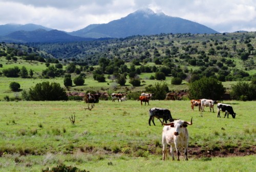 Cattle Range Greenin Up