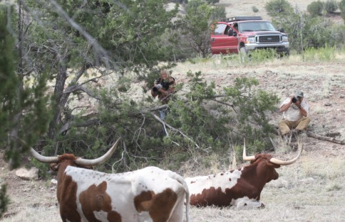 Photographing Longhorn Steers on a Western Cattle Ranch