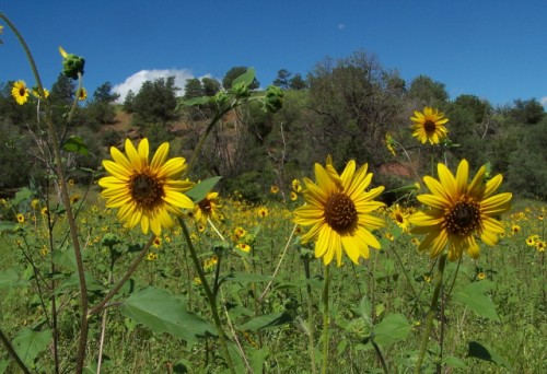 Sunflowers Blooming On The Ranch