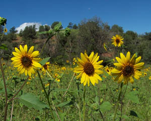 Sunflowers Blooming On The Ranch