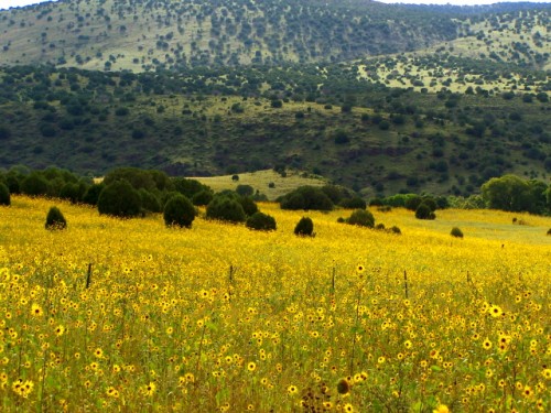 Sunflowers and Golden Eyes Cover the Hills