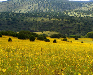 Sunflowers and Golden Eyes Cover the Hills