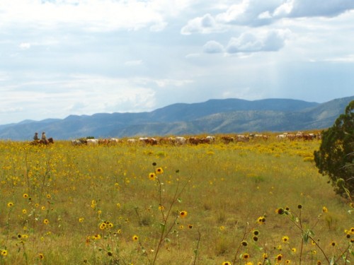 Herding Cattle on the Double Circle Ranch