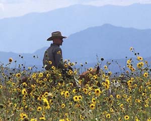 Cowboy Karl Riding Horseback Through Sunflowers