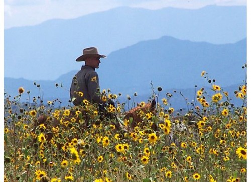 Cowboy Karl Riding Horseback Through Sunflowers