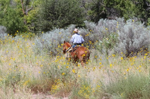 Cowboy Karl Searching for Strays in the Thicket