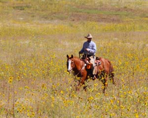 Cowboy Karl Rides Horseback