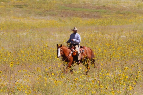 Cowboy Karl Rides Horseback