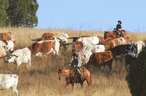 Jan and Dustin Herding Texas Longhorns