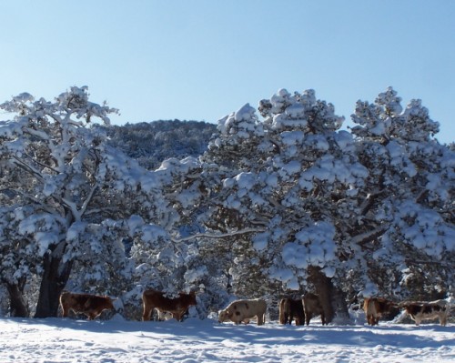 Grazing Texas Longhorn Cattle in the Snow