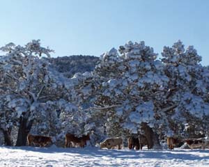 Grazing Texas Longhorn Cattle in the Snow