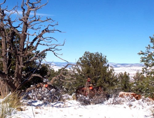 Cowgirl Herding Cattle in The Snow