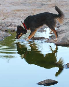Ranch Dog Drinking From a Puddle