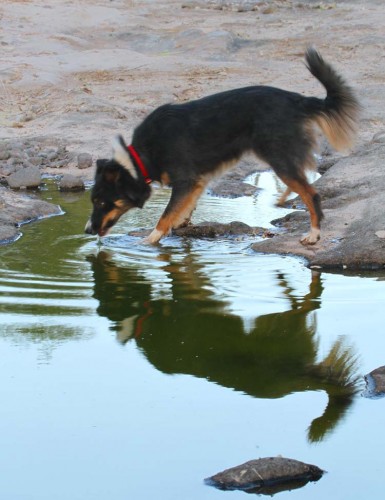 Ranch Dog Drinking From Puddle