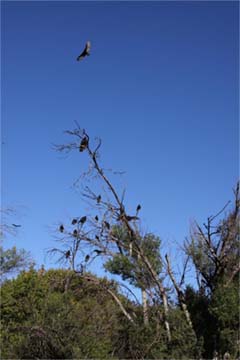 Turkey Vultures in a Tree