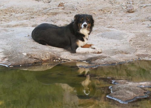 Cowdog Resting by a Puddle