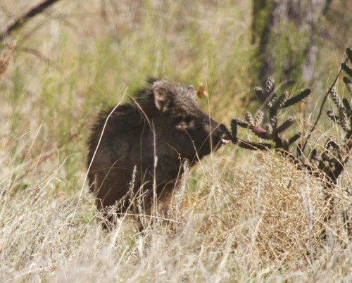 Javelina Eating Cactus