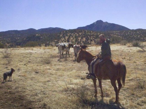 Herding Cattle on a Volunteer Vacation